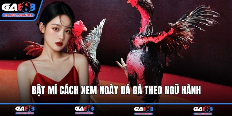 Bật mí cách xem ngày đá gà theo ngũ hành