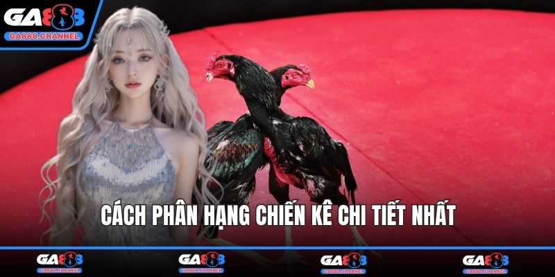 Cách phân hạng chiến kê chi tiết nhất