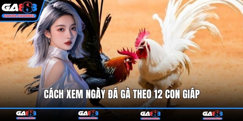 Cách xem ngày đá gà theo 12 con giáp