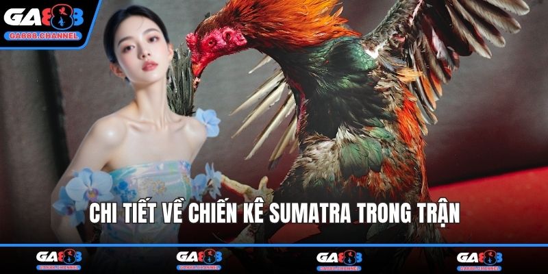 Chi tiết về chiến kê Sumatra trong trận