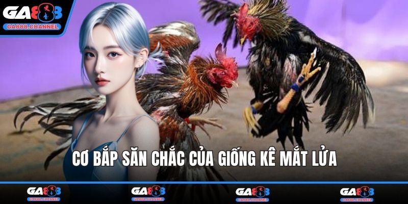 Cơ bắp săn chắc của giống kê mắt lửa