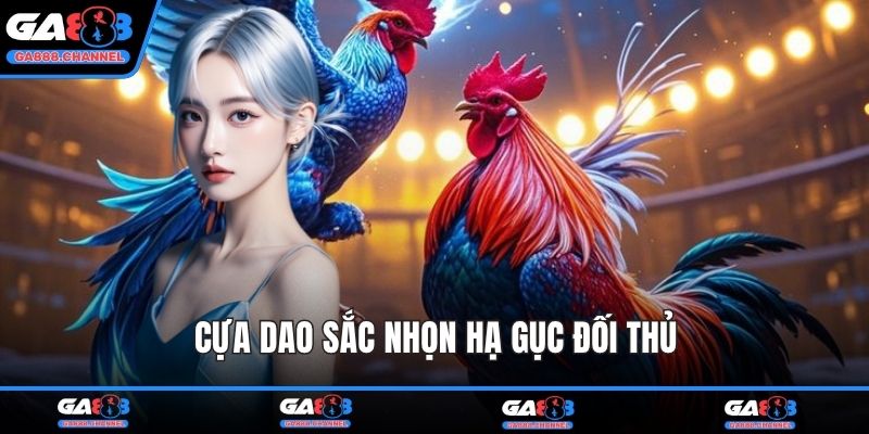 Cựa dao sắc nhọn hạ gục đối thủ
