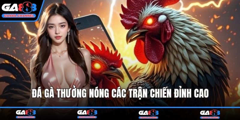 Đá gà thưởng nóng các trận chiến đỉnh cao