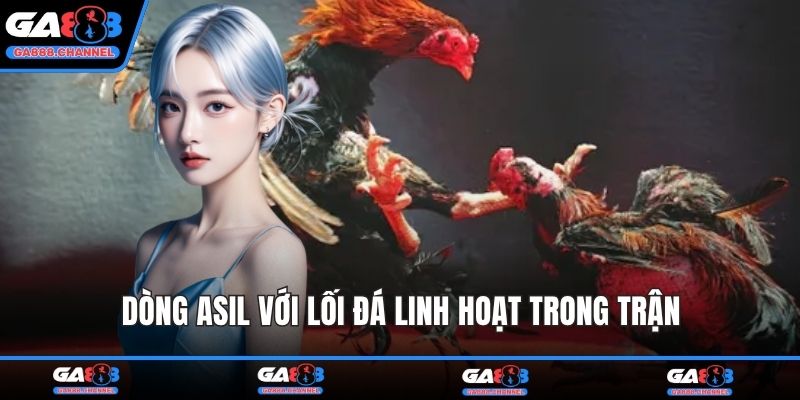 Dòng Asil với lối đá linh hoạt trong trận