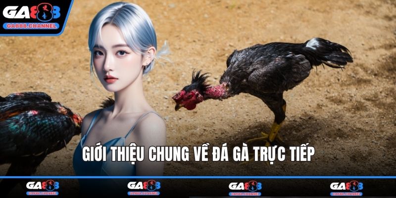Giới thiệu chung về đá gà trực tiếp