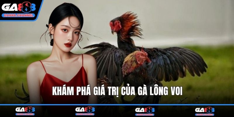 Khám phá giá trị của gà lông voi