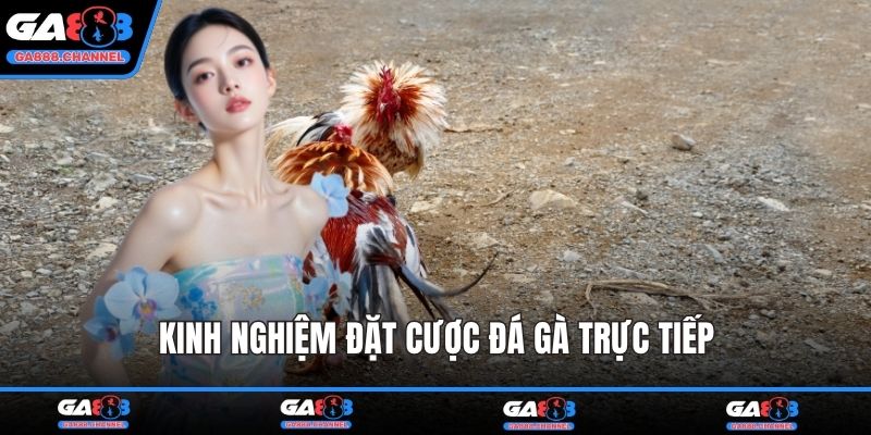 Kinh nghiệm đặt cược đá gà trực tiếp