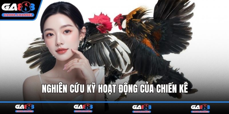 Nghiên cứu kỹ hoạt động của chiến kê