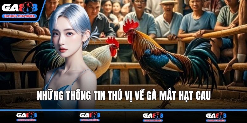 Những thông tin thú vị về gà mắt hạt cau