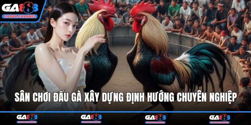 Sân chơi đấu gà xây dựng định hướng chuyên nghiệp
