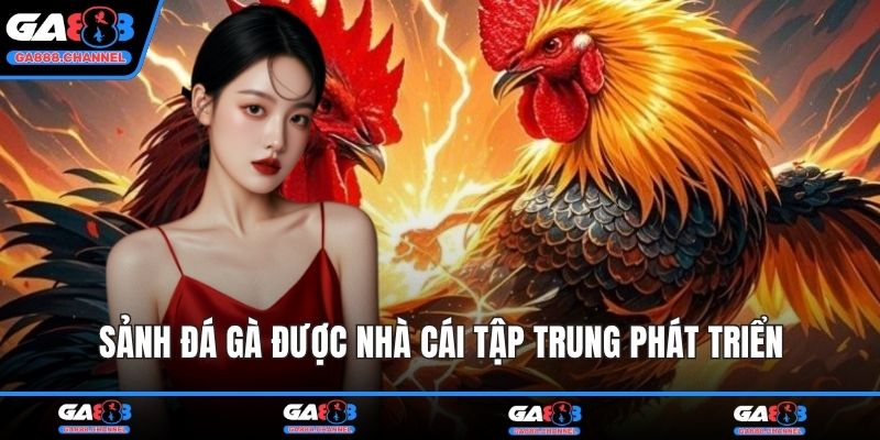 Sảnh đá gà được nhà cái tập trung phát triển