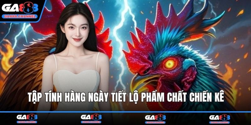 Tập tính hàng ngày tiết lộ phẩm chất chiến kê