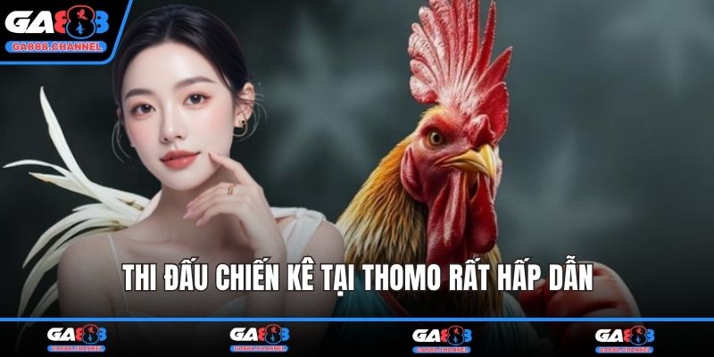 Thi đấu chiến kê tại Thomo rất hấp dẫn