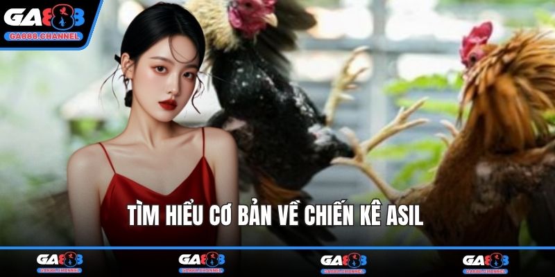 Tìm hiểu cơ bản về chiến kê Asil