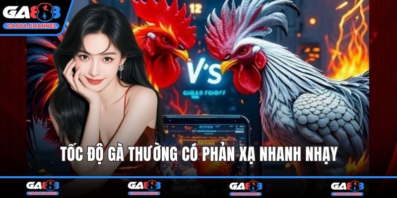 Tốc độ gà thường có phản xạ nhanh nhạy