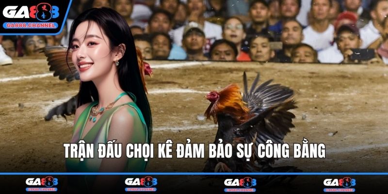 Trận đấu chọi kê đảm bảo sự công bằng