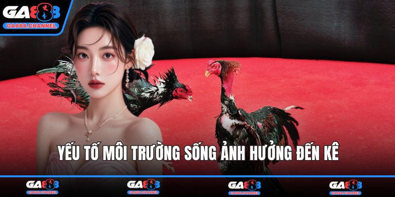 Yếu tố môi trường sống ảnh hưởng đến kê